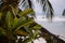 Palm tree on tropical beach. Palm foliage on unfocused seascape background. Idyliic tropical view. Philippines jungle.