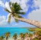 Palm tree in tropical perfect beach