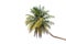 Palm tree tropical plantation isolated