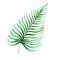palm tree  tropics  exotic plants  green leaves  tropical leaf