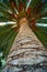 Palm tree trunk bark and leaf background