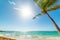 Palm tree and turquoise water in Raisins Clairs beach in Guadeloupe