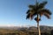 Palm tree and Valley of Vinales