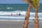 Palm Tree With A View - Tropical Beach Paradise