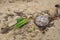 Palm tree washed up on borneo shore