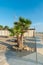 Palm tree on the waterfront of Rimini, Italy