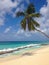 Palm tree in a white sand beach and turquoise sea