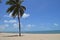 Palm tree at white sandy beach, Cumbuco, Brazil