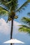 Palm Tree and white umbrella tropical environment portrait