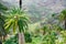 Palm tree before wide canyon in Gran Canaria