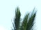 Palm tree on a wind