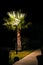 Palm tree and wooden walkway list by lamp post in the darkness. Light spot illuminating tree and boardwalk in the night