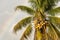Palm tree with yellow coconuts