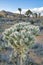 Palm tree yucca thriving in theopen grassland at Joshua Tree National Park