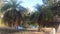 Palm trees adorn the lake at Clinton Gladstone, Qld, Australia