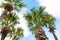 Palm trees against blue sky