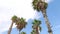 Palm trees against blue sky at Barceloneta Beach, Barcelona