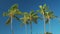 Palm trees against  the blue sunny sky