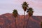 Palm Trees Against the San Gabriel Mountains