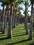 Palm trees aligned in the park