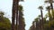 Palm trees along the avenue