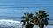 Palm trees along the beach in the Pacific Ocean