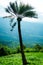 Palm trees along the cliff at Sai Thong National Park View Point, Chaiyaphum Province