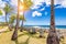 Palm trees along the coastline of Bridgetown, Barbados, Caribbean.