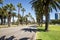 Palm trees along empty Riverside Drive in Perth City