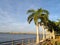 Palm trees along the Manatee River in Bradenton, Florida with a bridge in the background