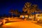 Palm trees along a path at night in Clearwater Beach, Florida.