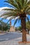 Palm trees along the road and Luteran Christ Church in the end,