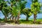 Palm trees along the shoreline, tropical island scenario