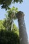 Palm trees and antique marble column in the garden of the Antalya Museum