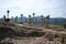 Palm trees in antique Megiddo Armageddon Archaeological site, Jezreel Valley, Lower Galilee, Israel