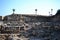 Palm trees in antique Megiddo Armageddon Archaeological site, Jezreel Valley, Lower Galilee, Israel