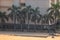 Palm trees around a basketball court