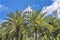 Palm Trees Art Deco Buildings Miami Beach Florida