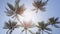 Palm trees background in sun flare - tropical summer concept