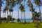 Palm trees in a basic resort on Rabbit island