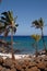 Palm Trees on the Beach