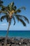 Palm Trees on the Beach