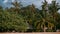 Palm trees on the beach