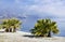 Palm trees on a beach in Almunecar