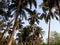 palm trees on the beach, coconut trees on the beach, Indian Ocean beach view.