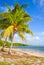 Palm trees on the Beach in FLorida Keys near Miami