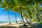 Palm trees on the beach of Palm Cove