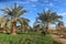 Palm trees in a Beautiful date farm in Bahariya in Egypt