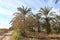 Palm trees in a Beautiful date farm in Bahariya in Egypt