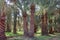 Palm trees in a Beautiful date farm in Bahariya in Egypt